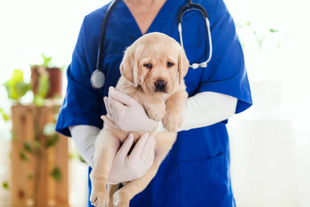 istock Puppy at veterinarian office 1299164368