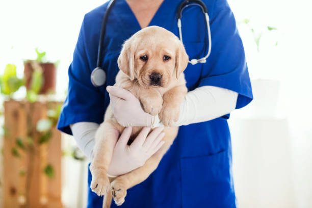 istock Puppy at veterinarian office 1299164395