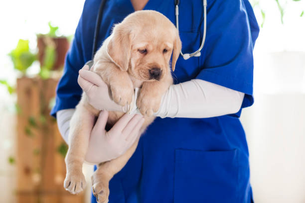 istock Puppy at veterinarian office 1299164396
