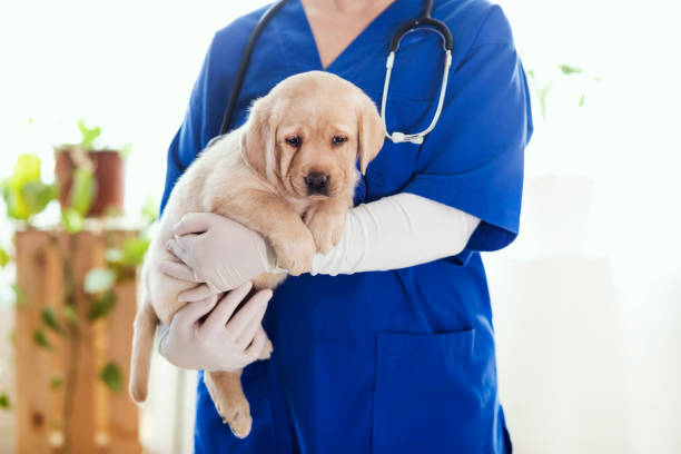 istock Puppy at veterinarian office 1299164407
