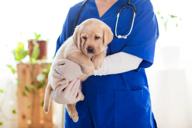 istock Puppy at veterinarian office 1299164417