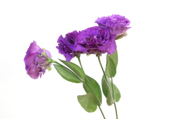 bouquet of Lisianthus in a white background stock photo