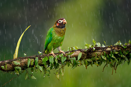 Bird Rain Pictures | Download Free Images on Unsplash