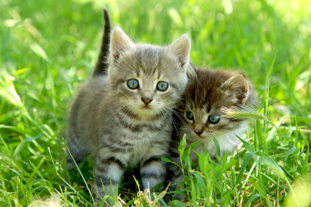istock Two little striped kittens with blue eyes on green grass 1299166358