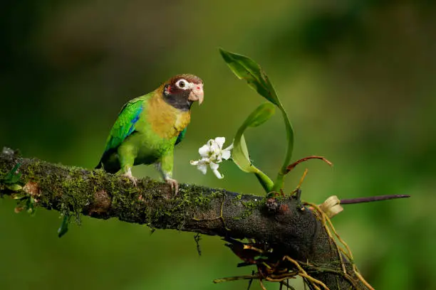 Brown-hooded Parrot - Pyrilia haematotis small bird in the tropical forest which is a resident breeding species from southeastern Mexico to north-western Colombia. Green background with flower.