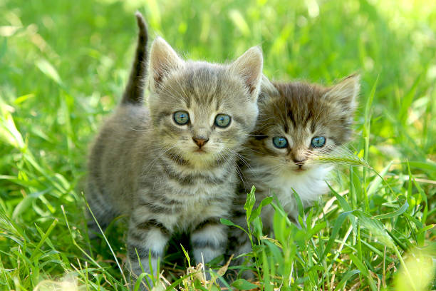 istock Two little striped kittens with blue eyes on green grass 1299166366