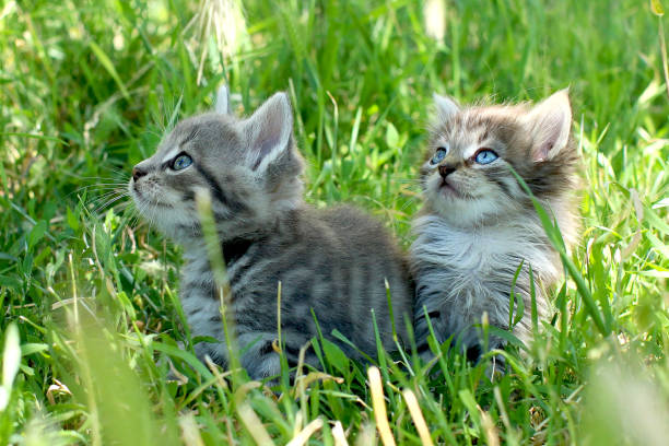 istock Two little striped kittens with blue eyes on green grass 1299166416