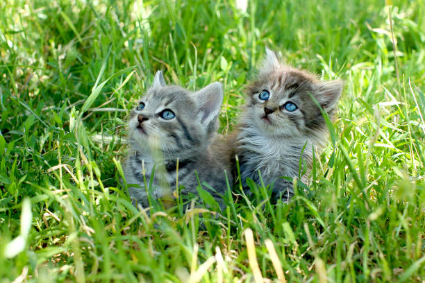 istock Two little striped kittens with blue eyes on green grass 1299166420