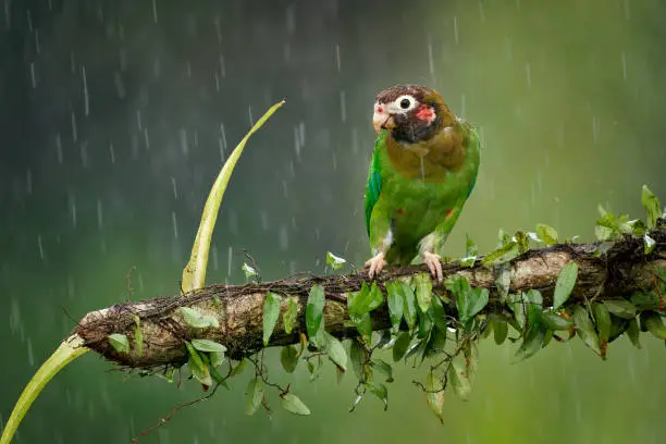 Brown-hooded Parrot - Pyrilia haematotis small bird in the heavy tropical rain which is a resident breeding species from southeastern Mexico to north-western Colombia. Green background.