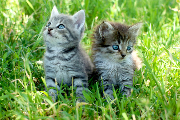 istock Two little striped kittens with blue eyes on green grass 1299166571