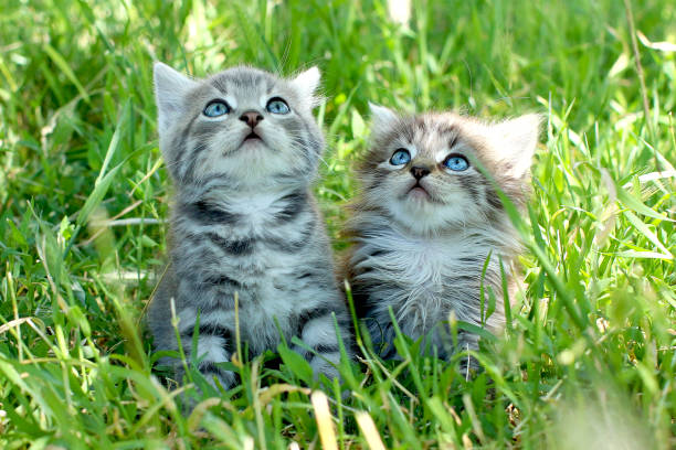 istock Two little striped kittens with blue eyes on green grass 1299166645