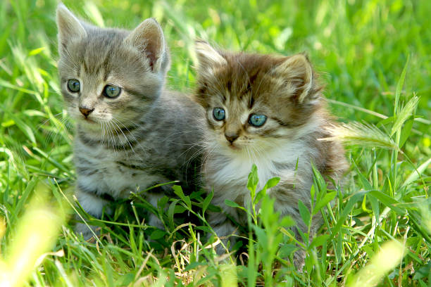 istock Two little striped kittens with blue eyes on green grass 1299166688
