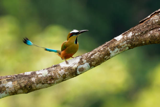 türkisbraunes motmot - eumomota superciliosa auch torogoz, bunter tropischer vogel momotidae mit langem schwanz, mittelamerika von südostmexiko bis costa rica. - sägeracke stock-fotos und bilder