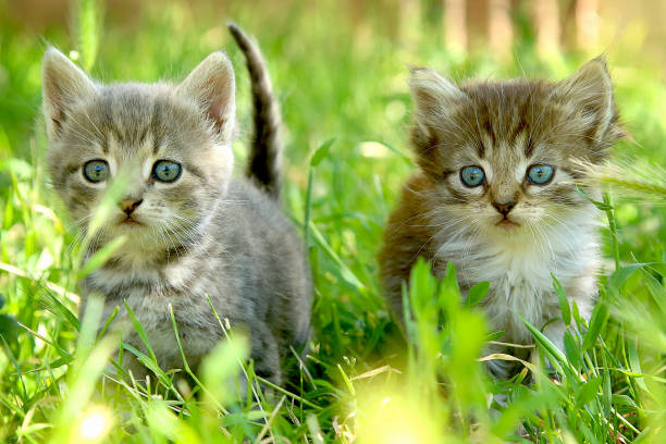 istock Two little striped kittens with blue eyes on green grass 1299166707