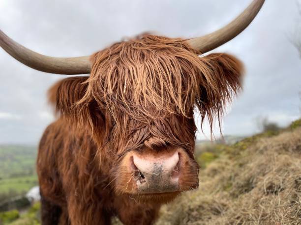istock Winter feeding for highland mamma 1299166923