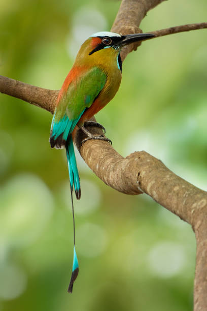 motmot à sourcils turquoise - eumomota superciliosa torogoz, oiseau tropical coloré momotidae à longue queue, amérique centrale du sud-est du mexique au costa rica. - ortalide motmot photos et images de collection