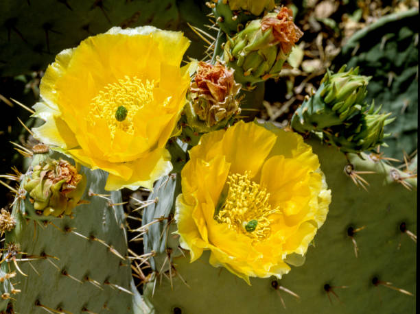 istock Close up of Prickly Pear Cactus -0002 1299168673