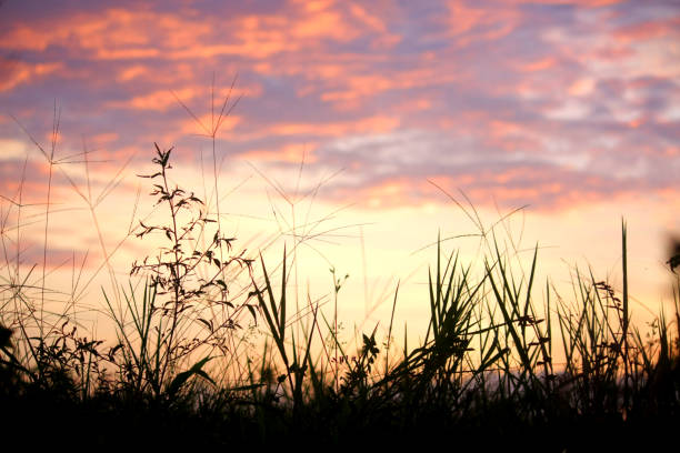 Sunset and grass silhouette. Nature abstract backgrounds of meadow, pink dramatic sunset sky and colorful clouds. Sunset sky background. Copy space.