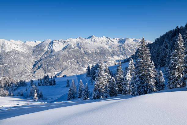 istock Snowcapped trees and powder snow in ski resort 1299169947