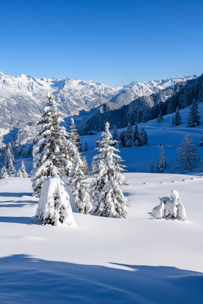 istock Snowcapped trees and powder snow in ski resort 1299169948