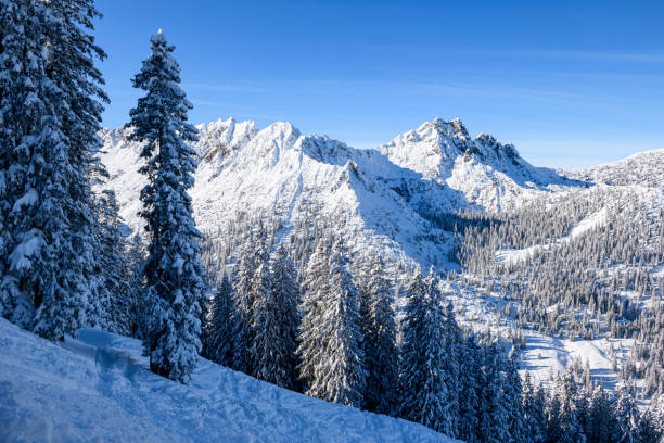 Snowy winter landscape with snowcapped trees in front and mountains in the background. Photographed in Brandnertal, Vorarlberg, Austria.
