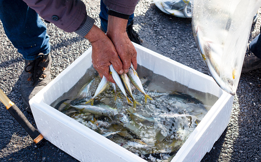 Fish, Holding, Catching, Fisherman, Seafood