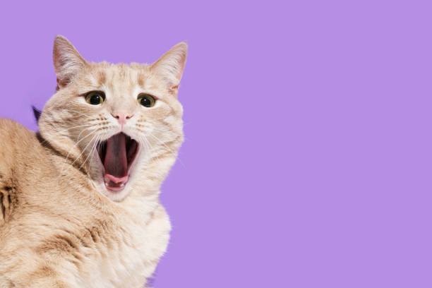 istock Surprised cat on the purple background 1299172440