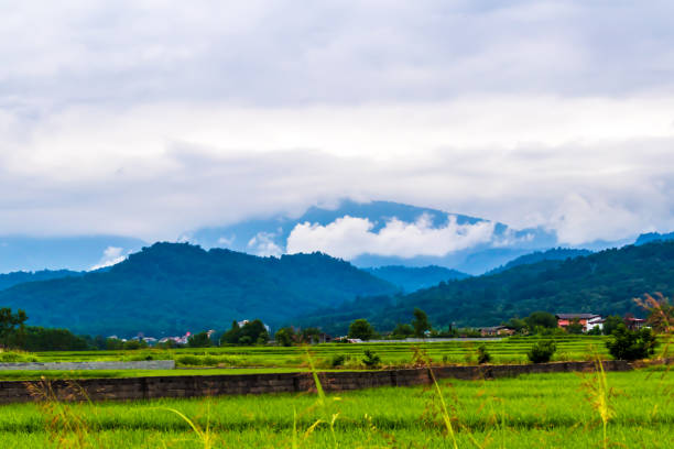 istock rural landscape of rice field and blue mountains 1299173821