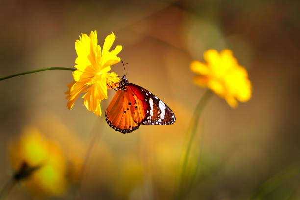 orange schmetterling orientalischen gestreiften tiger auf gelben kosmos blume mit verschwommenen gelben hintergrund - cosmos flower daisy flower field stock-fotos und bilder