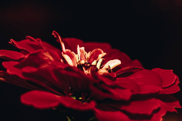 closeup of a red flower