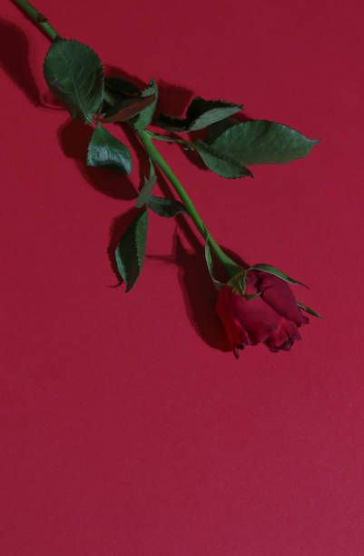 istock Romantic red rose flower on red background for Valentines Day 1299174859