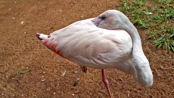 istock Beautiful flamingo bird scratching his back 1299175584