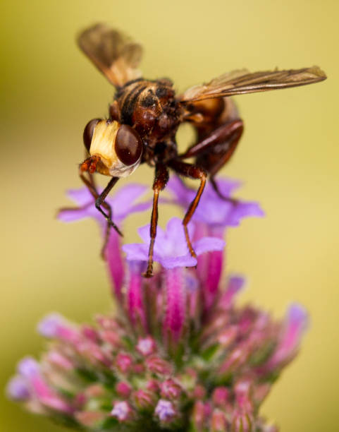 istock Close up Brachycera on a flower 1299176732