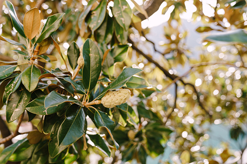 Close-up of a magnolia fruit on branches in green leaves. High quality photo