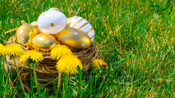 lapin de panier de pâques. oeuf d’or avec des fleurs jaunes de source dans le panier de célébration sur le fond vert d’herbe. décoration festive. joyeuses pâques. - easter or easter bunny or easter egg or easter basket not business not silhouette photos et images de collection