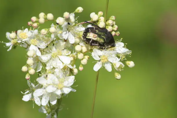 Glossy gold-green beetle Protaetia cuprea sits on yellow-white petals of Dropwort and eats at summer sunny day on a blurred green background. Copper Chafer on white wild flowers. Filipendula vulgaris.
