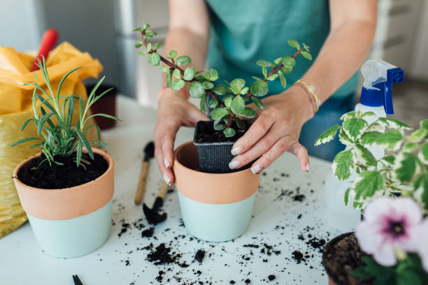 istock Unrecognizable woman planting at home 1299180037