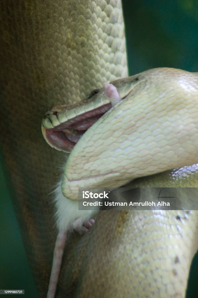 The Burmese Python Or Known As The Python Bivitattus Is Preying On The ...