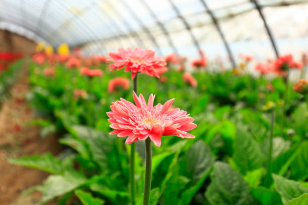 istock African chrysanthemum blooms 1299183400