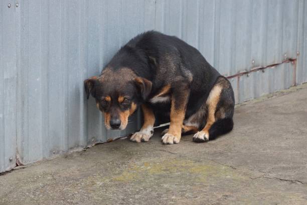istock one old angry brown dog sits on the asphalt 1299187620