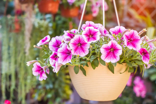 colourful petunia flowers hanging in garden - petunia imagens e fotografias de stock