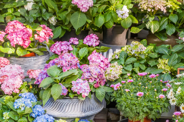 istock Blooming vibrant purple Hydrangea flowers in pot 1299188401