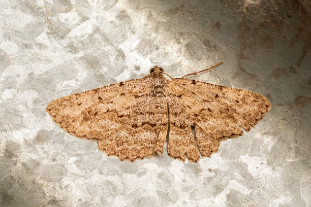 istock A common moth in Australia known as the Red-lined Looper Moth (Crypsiphona ocultaria) 1299188432