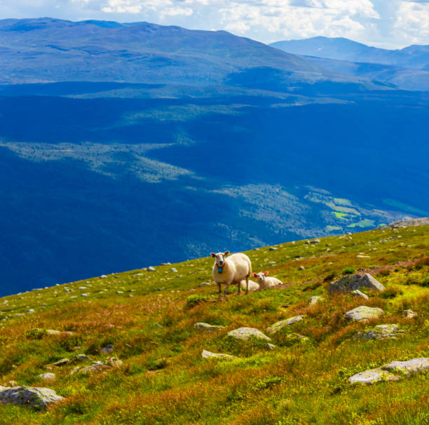 istock Woolly sheep in meadow on the mountain Vang Norway. 1299188844