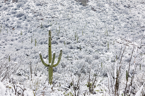 Arizona desert landscape with Saguaro Cactus covered in snow.