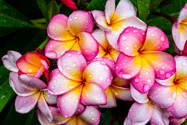 Frangipani flowers in the rain.