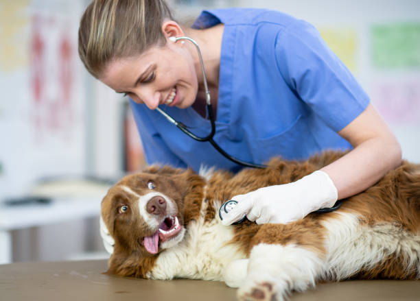 istock You're such a healthy pup 1299191889