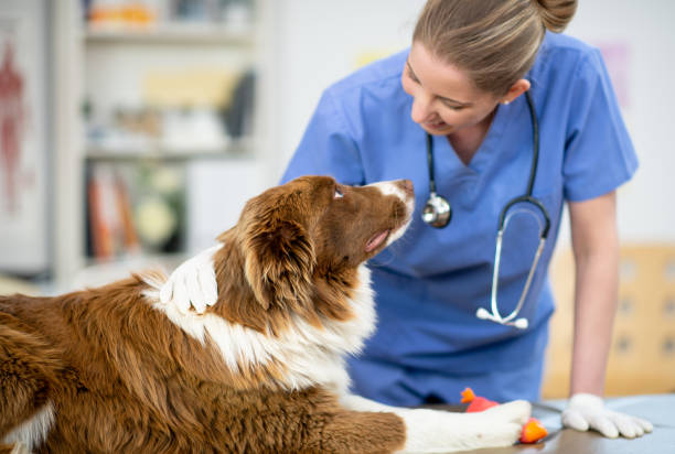 Female veterinarian with a pup at the office A female veterinarian of Caucasian ethnicity is at her office and her first patient is a cute brown/white dog. animal hospital photos stock pictures, royalty-free photos & images