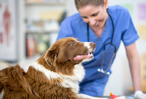 istock Happy to be at my vet's 1299191893