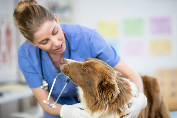 istock Female veterinarian with a pup at the office 1299191895